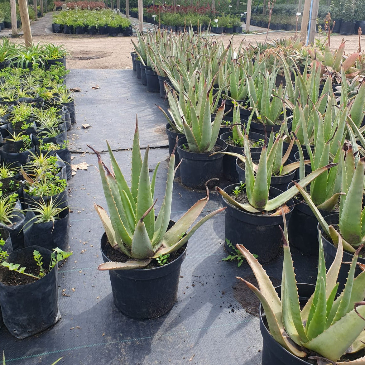 Loja | Sementes de Aloe Vera Barbadensis Miller - Guia de Plantas e Cultivo