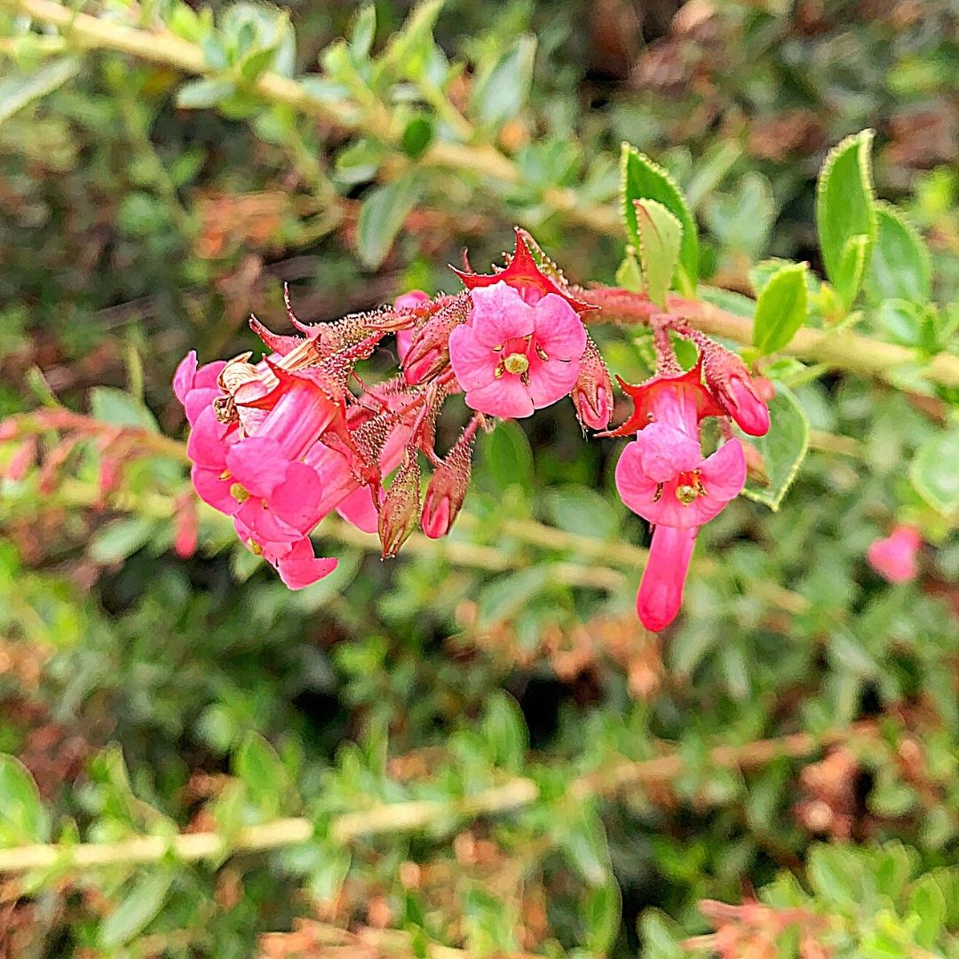 arbusto de ropa americana